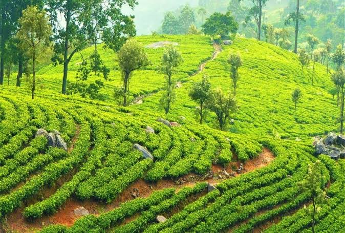 Tea fields & a factory tour