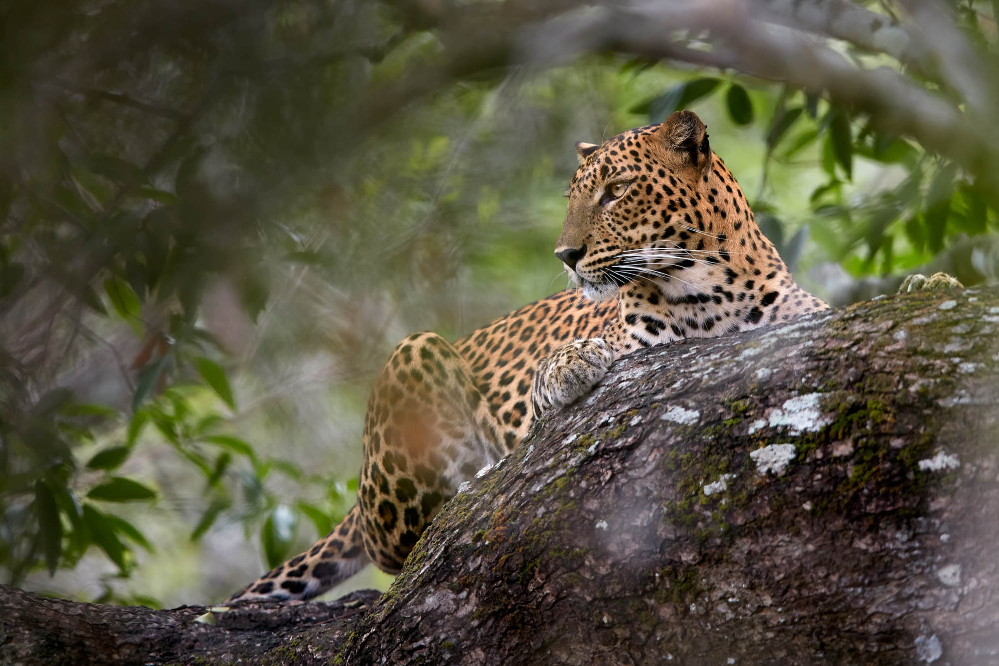 A leopard in Yala National Park on the Ella to south coast safari transfer