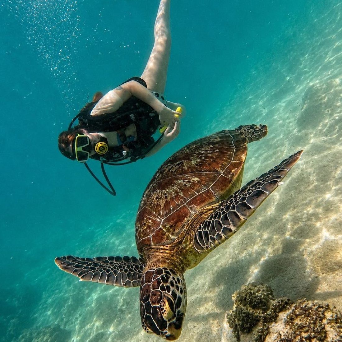 Snorkelling with turtles