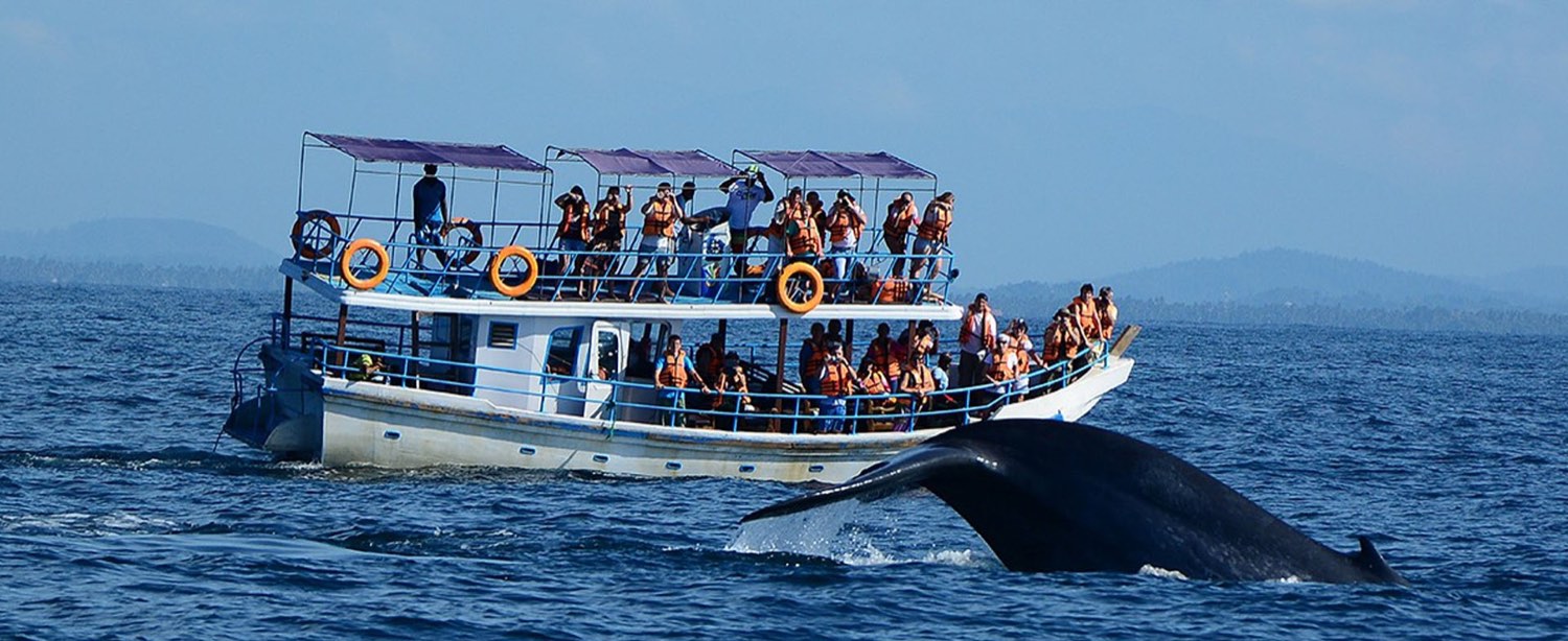 Blue whale watching