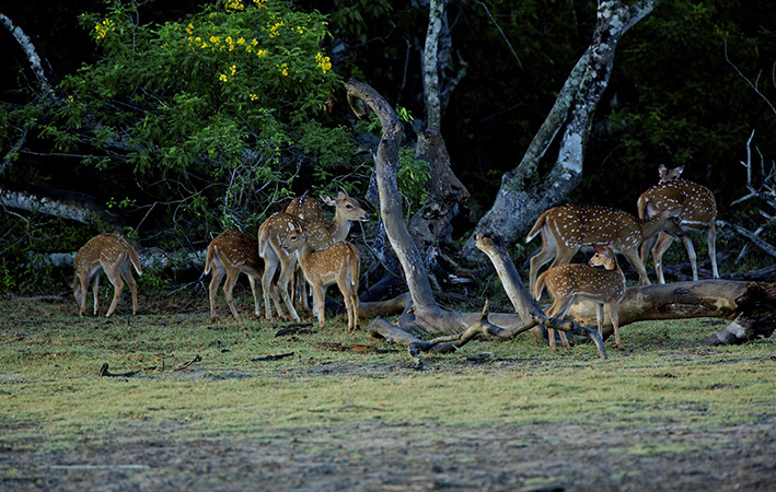 Elephants & deer
