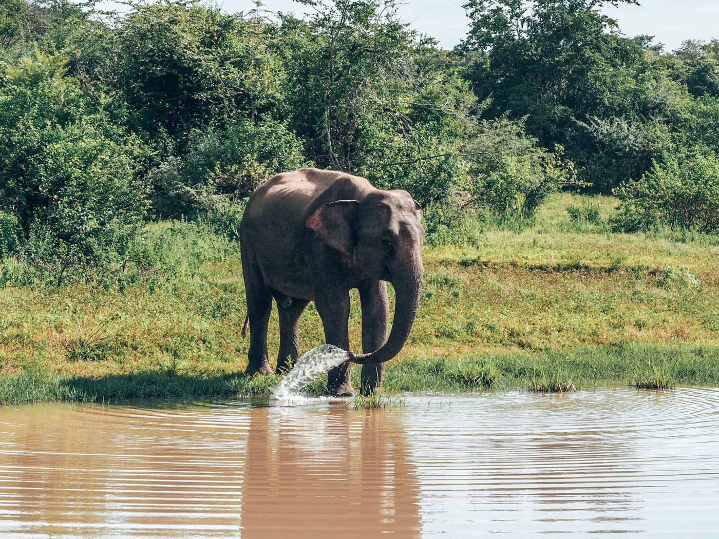 A family herd of wild elephants grazing in Udawalawe National Park