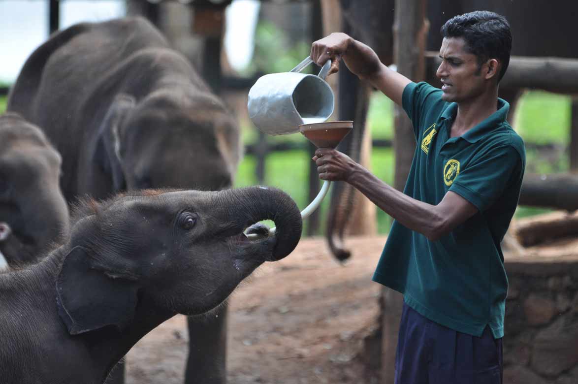 A keeper at the Elephant Transit Home feeding an orphaned calf milk through a funnel