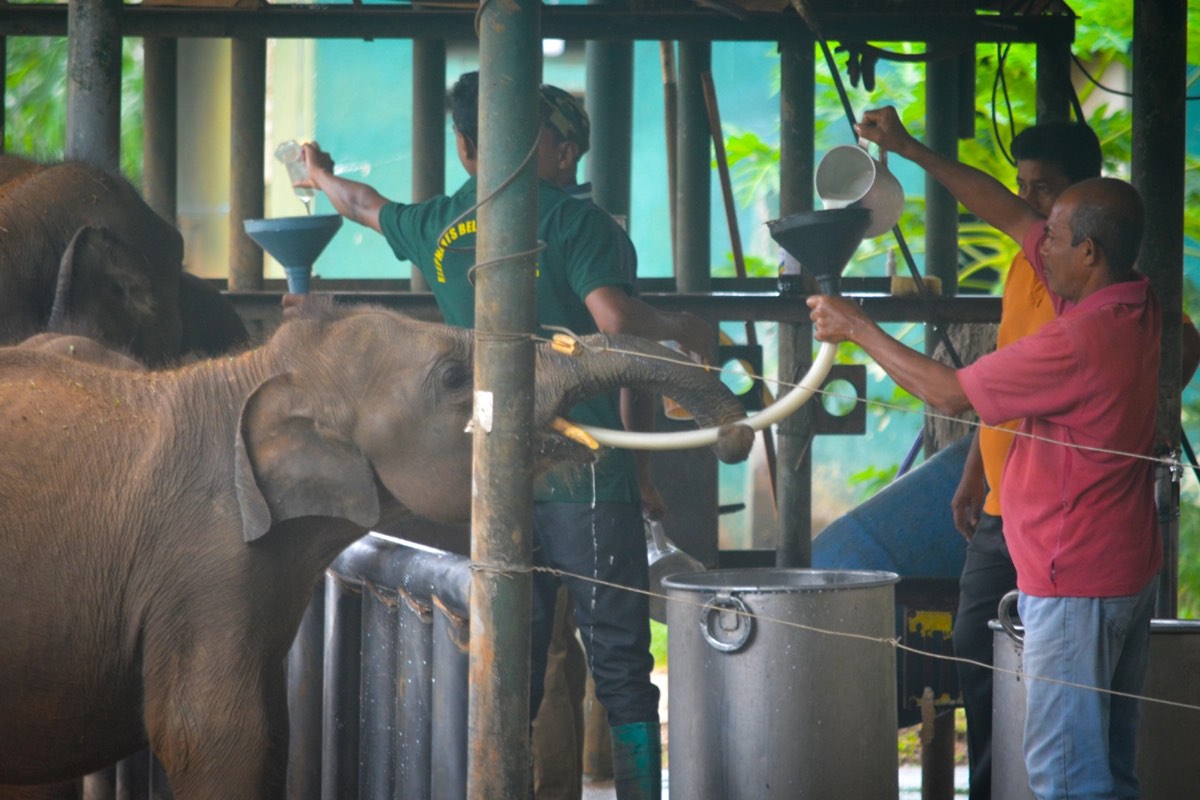 Keepers at the Elephant Transit Home feeding orphaned calves milk through funnels at the viewing platform