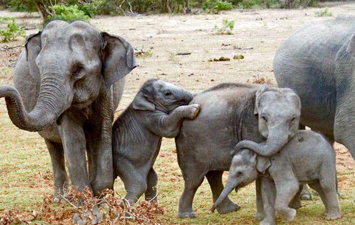 Elephant family in Udawalawe on the Ella to south coast shuttle safari