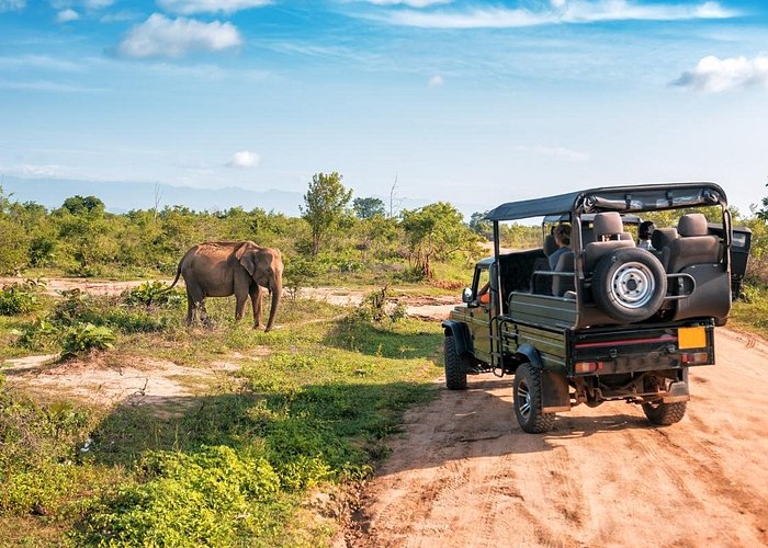 A large herd of wild elephants moving through dust in Udawalawe National Park