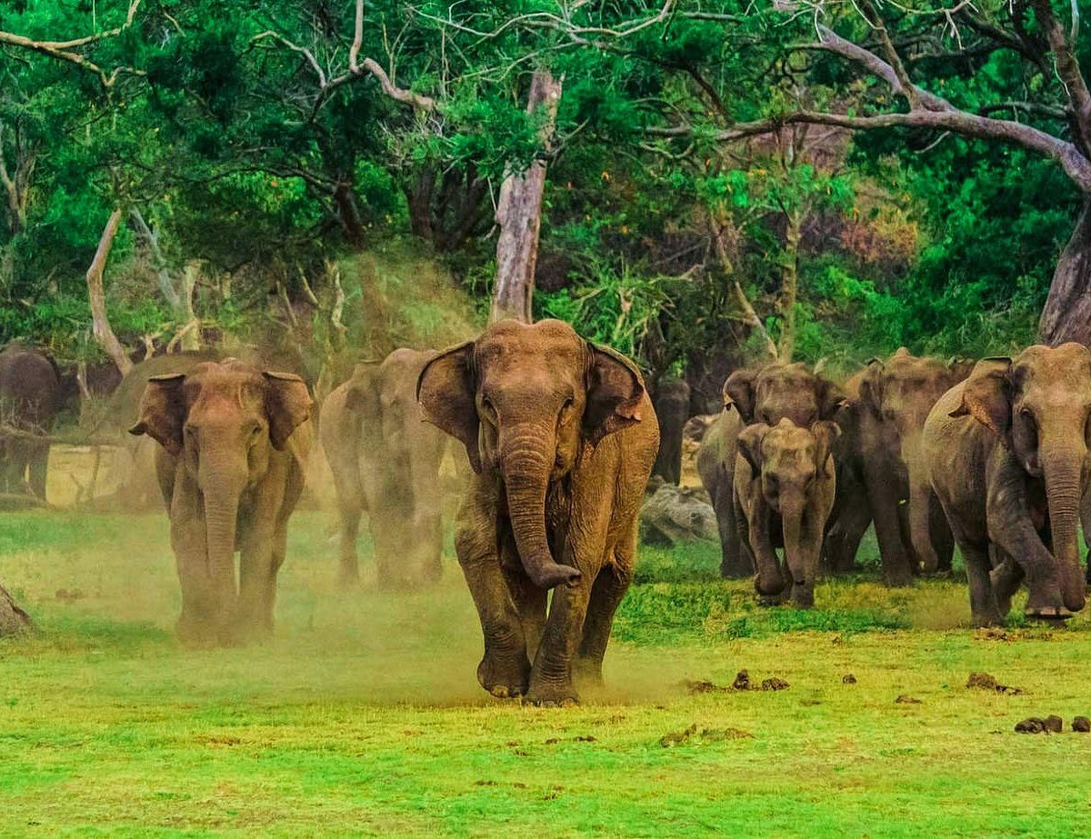 A breeding herd of wild elephants with calves walking across open grassland in Udawalawe National Park