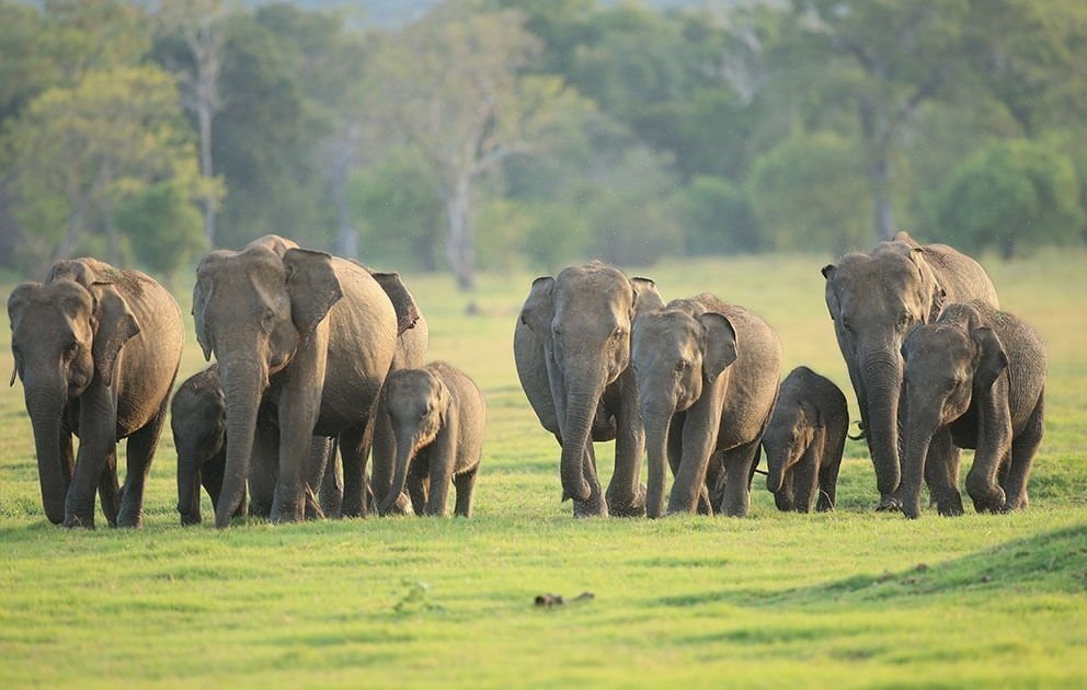 An open safari jeep pausing on a park track as a wild elephant crosses ahead in Udawalawe