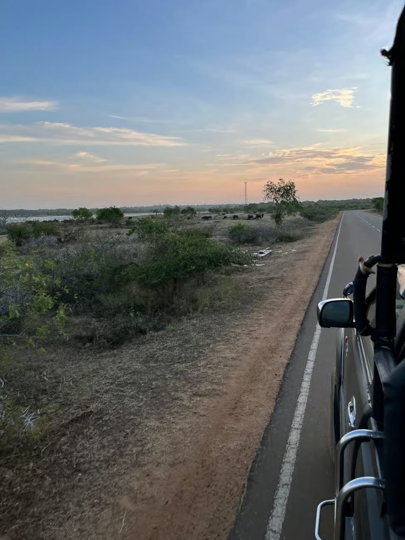 Buffalo beside the lagoon at sunrise, photographed by a guest in Yala