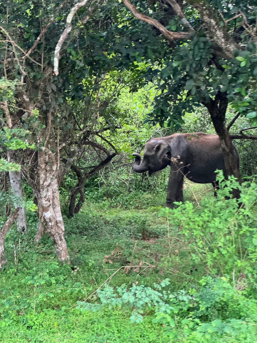 A wild elephant browsing in green forest, photographed by a guest in Yala