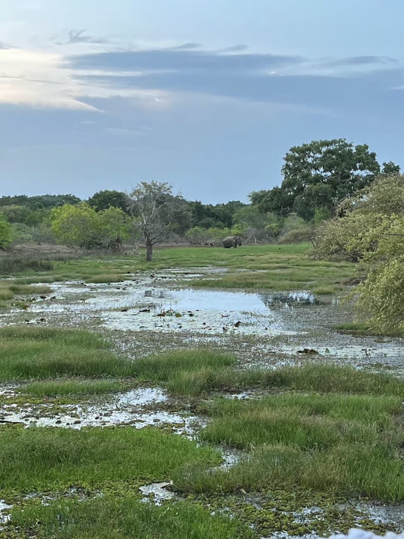 An elephant across a flooded plain at dusk, photographed by a guest in Yala