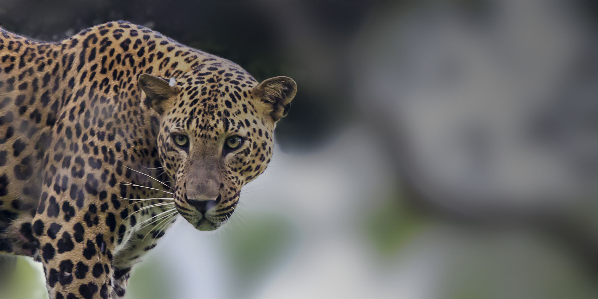 A Sri Lankan leopard in Yala National Park, seen on the Arugam Bay to south coast safari transfer