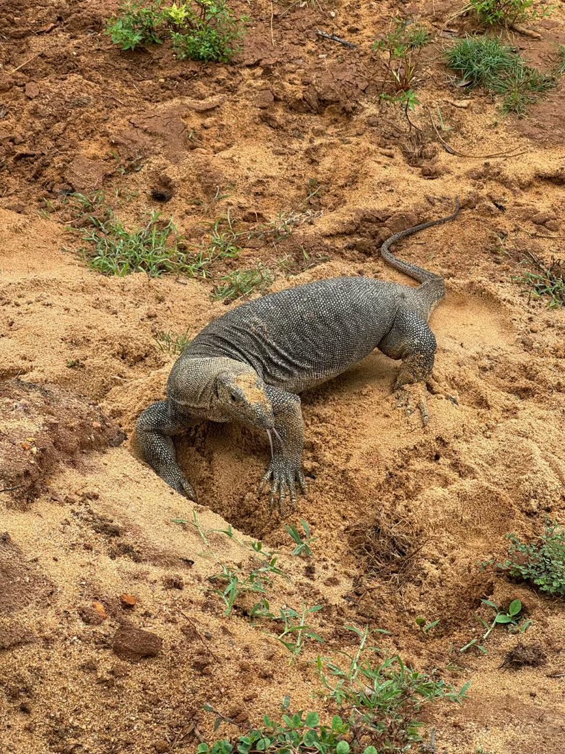 A water monitor lizard on a sand bank, photographed by a guest in Yala
