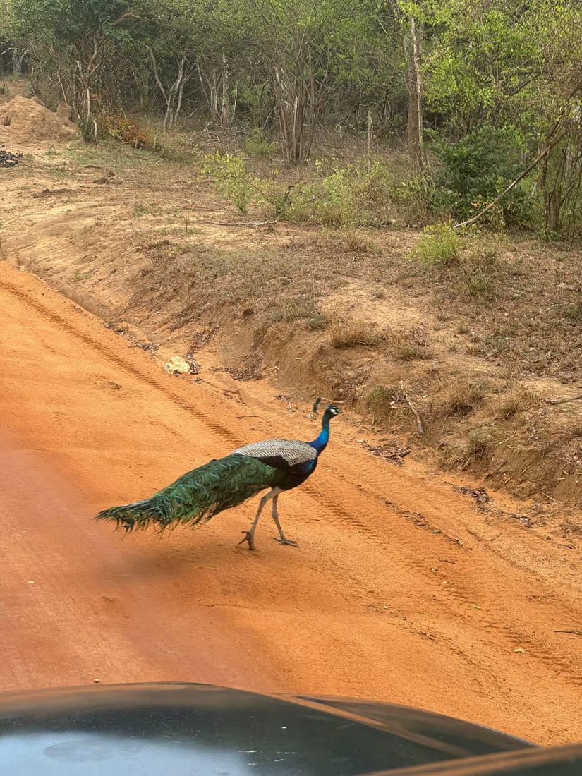 A peacock crossing the track in front of the jeep, photographed by a guest in Yala