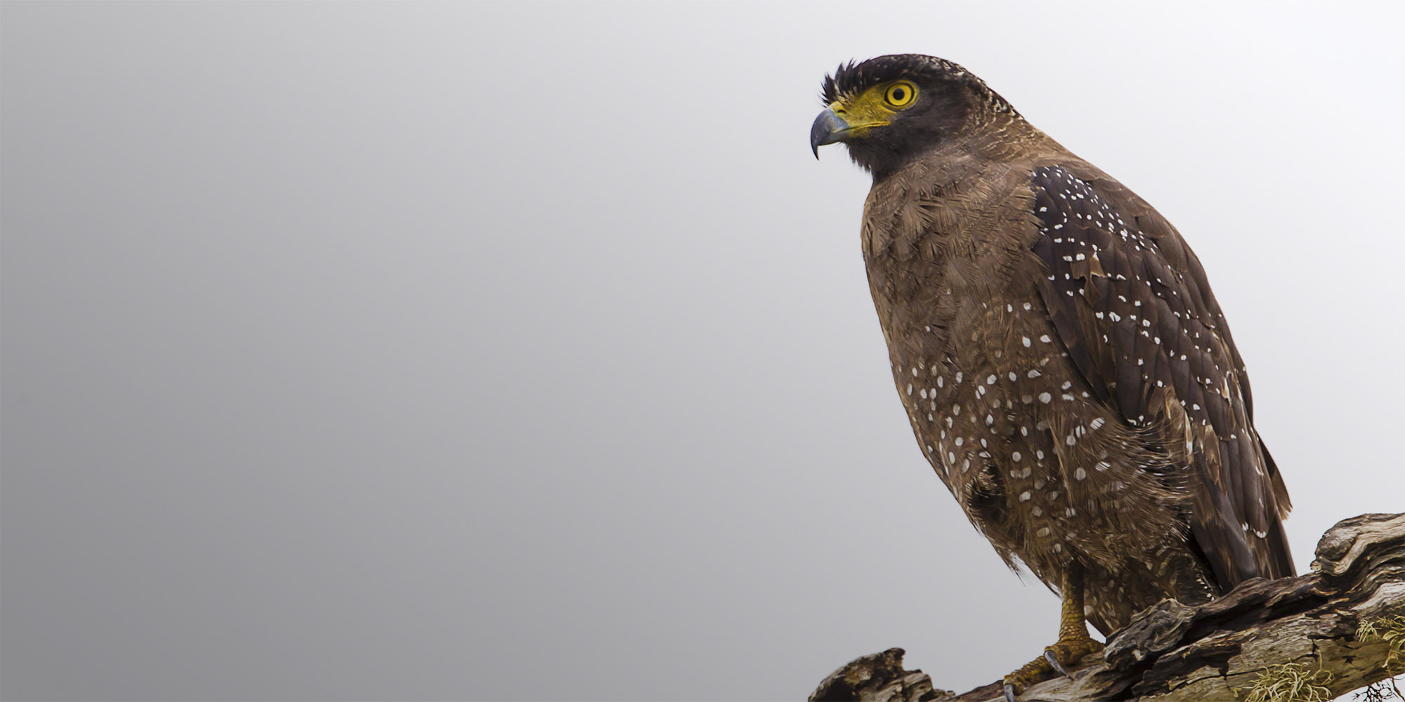 A crested serpent eagle perched on a branch in Yala National Park