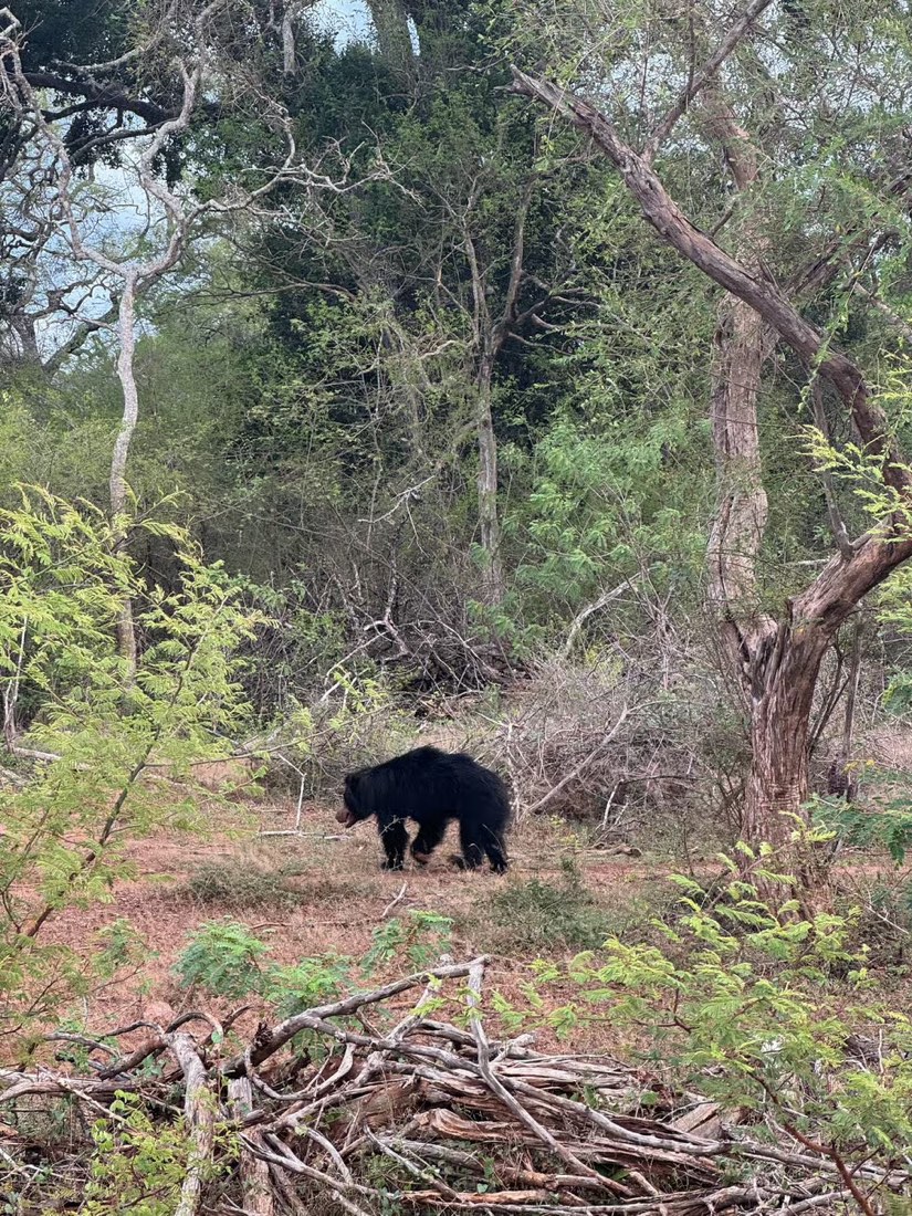 A wild sloth bear in the forest, photographed by a guest on this Yala safari transfer