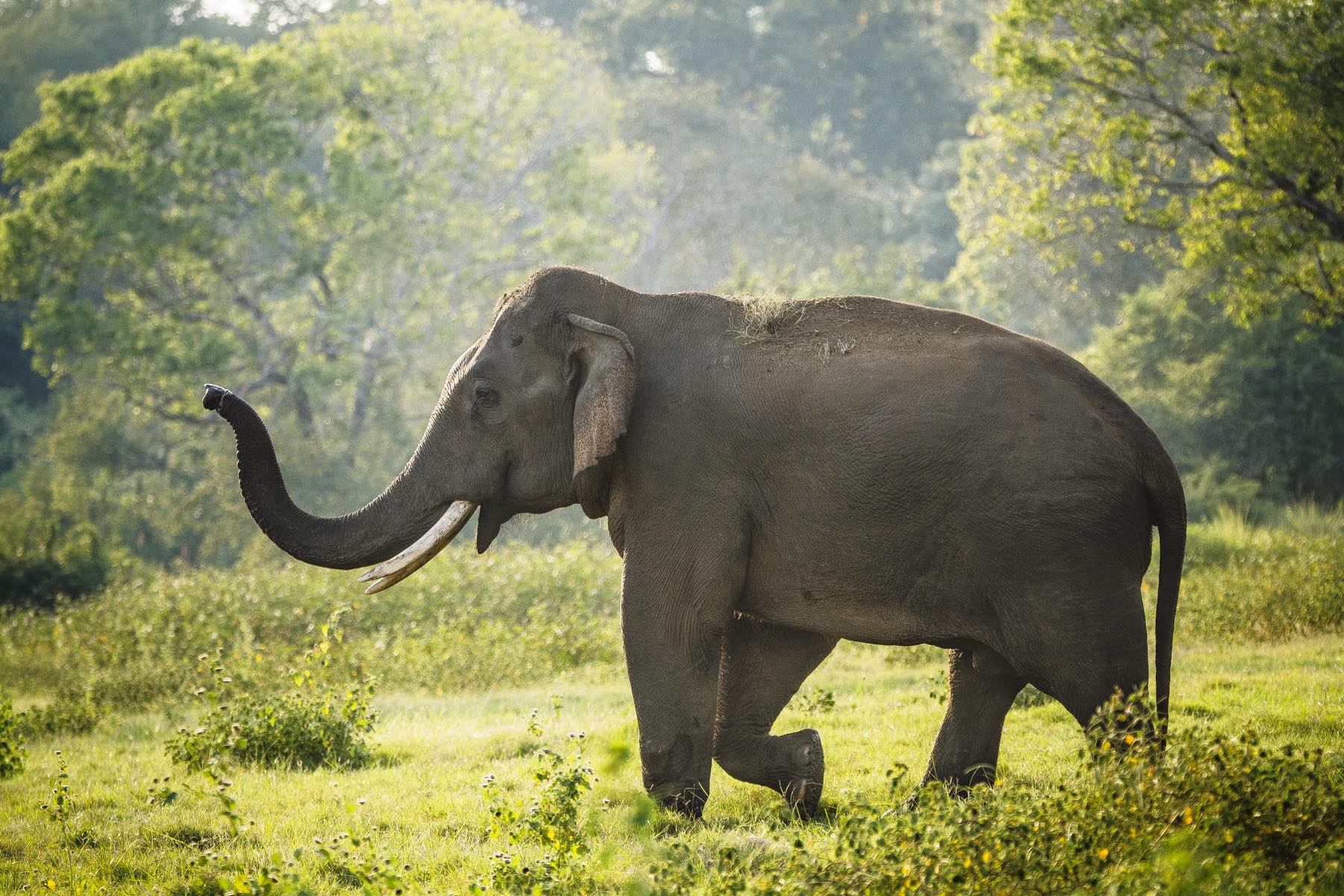 A wild tusker elephant in the scrub of Yala National Park